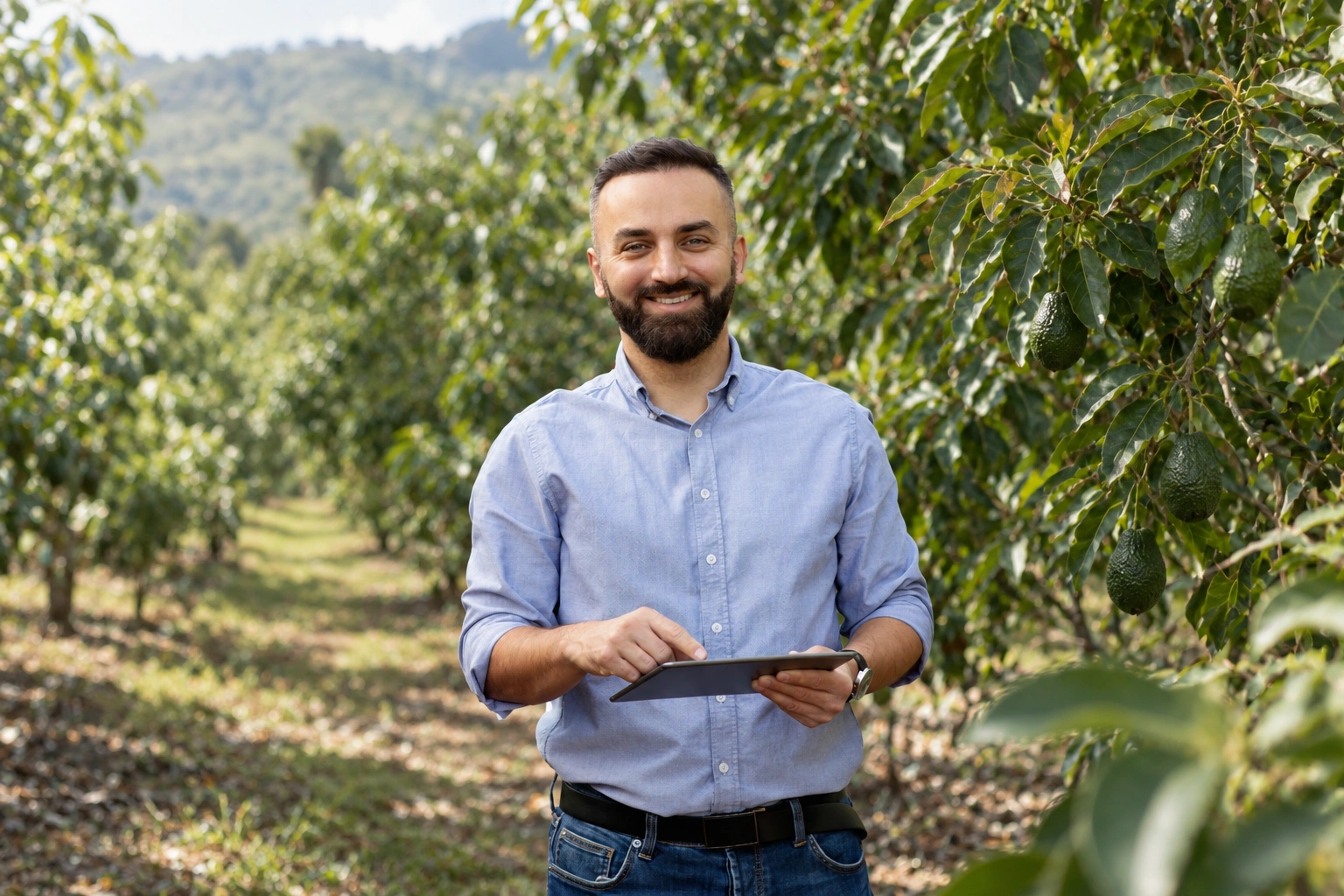 Técnico agrícola usando una tablet en un cultivo de aguacate